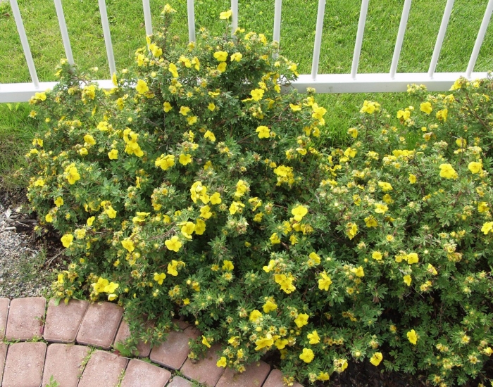 Лапчатка кустарниковая элизабет