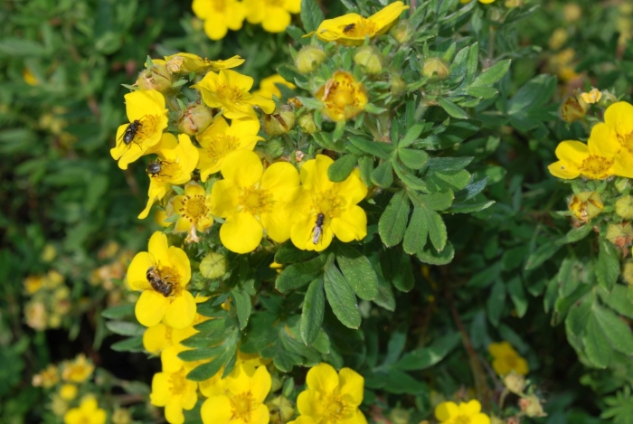 Лапчатке кустарниковаяголдфингер