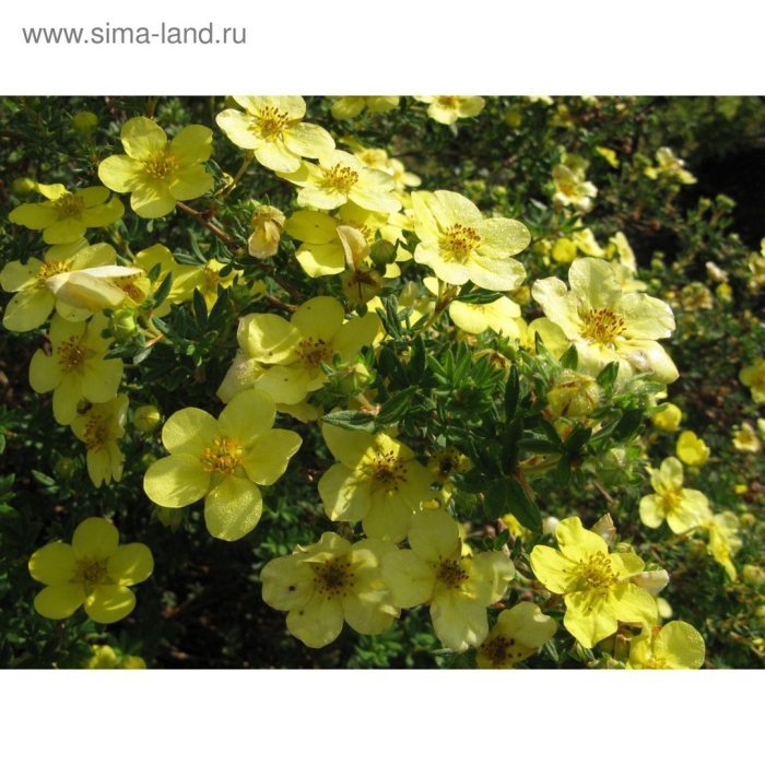 Лапчатка кустарниковая катерина