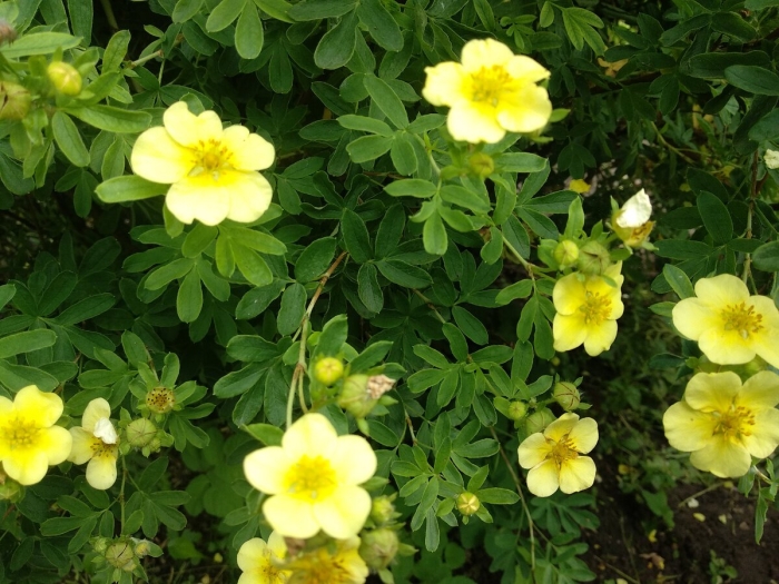 Лапчатка кустарниковая катерина дукс