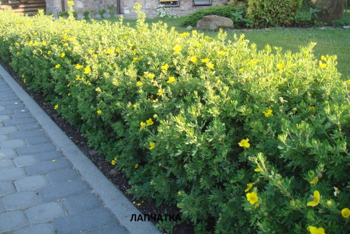 Лапчатка кустарниковая живая изгородь
