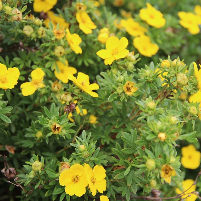 Лапчатка кустарниковая голдфингер