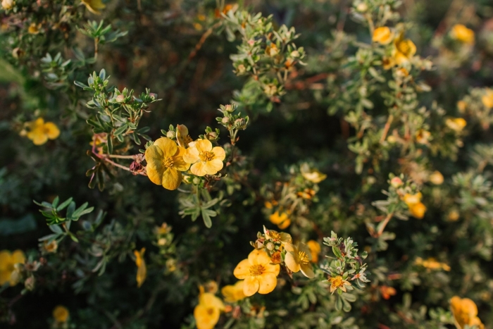 Лапчатка кустарниковая лемон