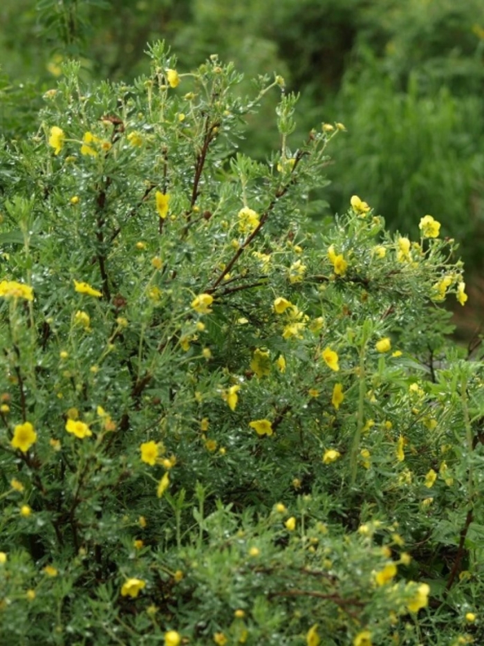 Дальневосточный чай кустарниковый