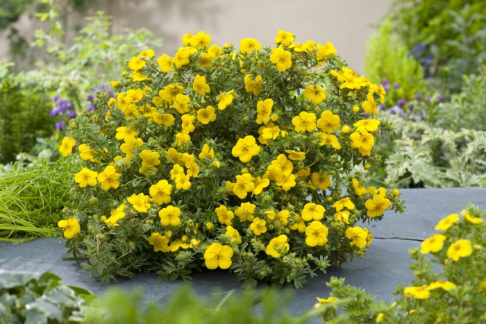 Лапчатка кустарниковая голд стар