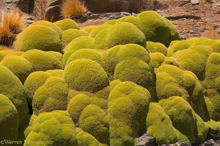 Азорелла растение