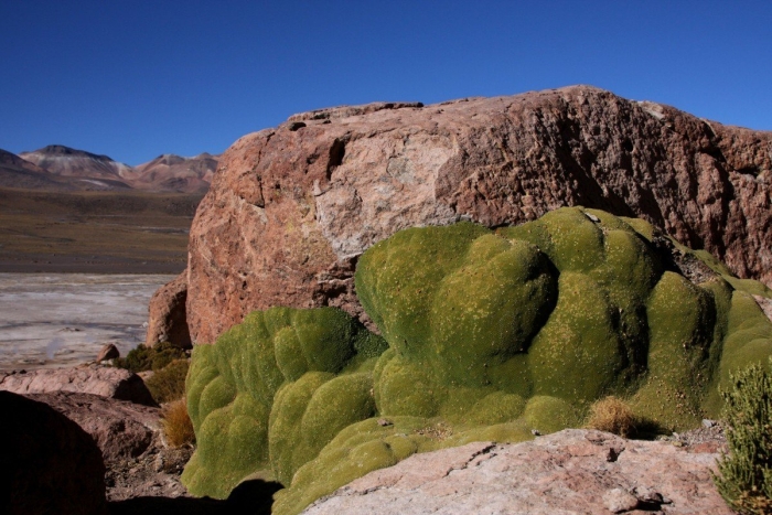 Ярета растение южной америки