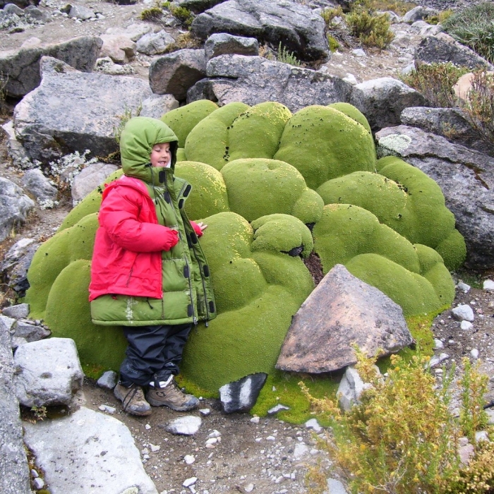 Подушковидные растения