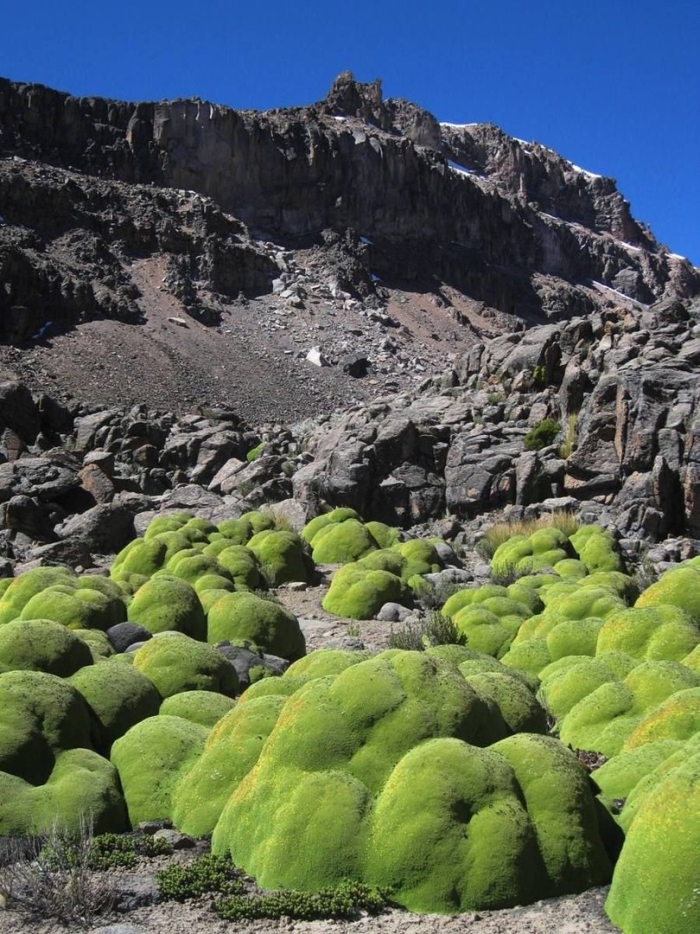 Азорелла трехвильчатая