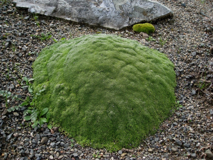 Мох подушковидная дернина