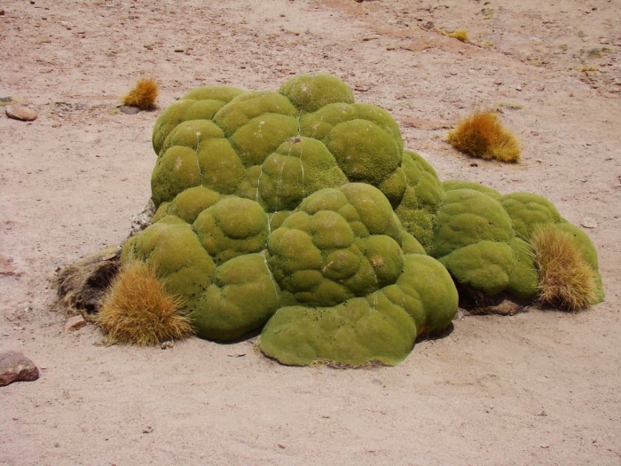 Ярета растение южной америки