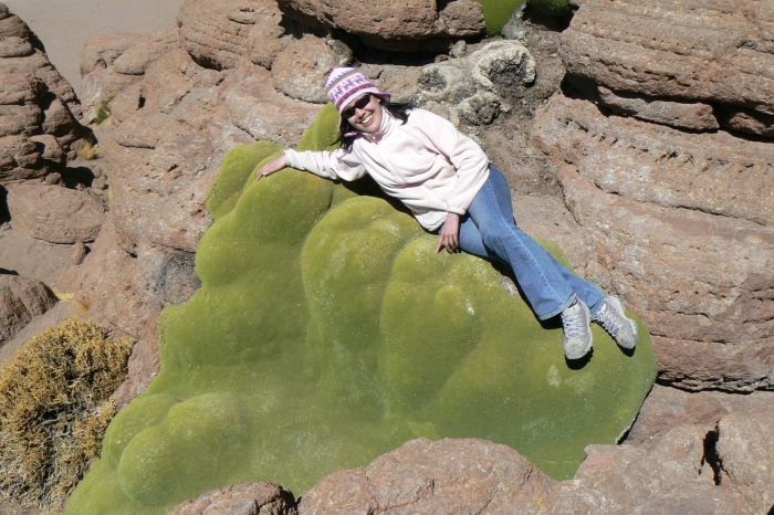 Ярета в южной америке