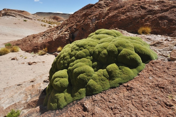 Азорелла трехвильчатая