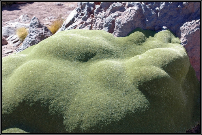 Азарелла трехвильчатая