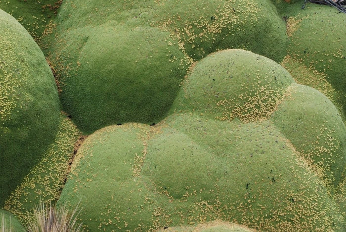 Азорелла трехвильчатая