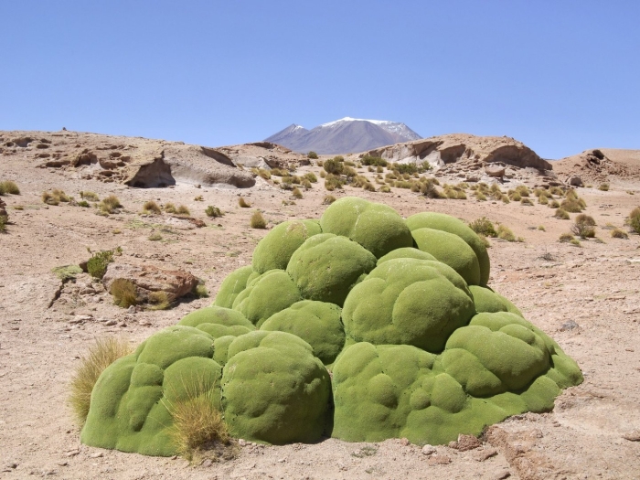 Ярета растение южной америки