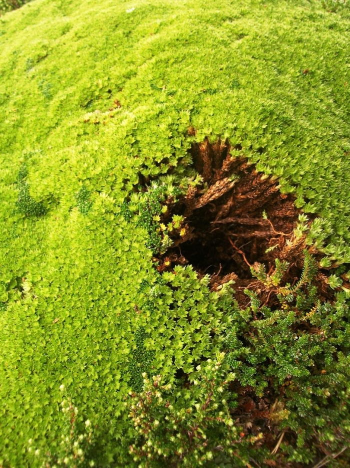 Мшанка шиловидная sagina subulata