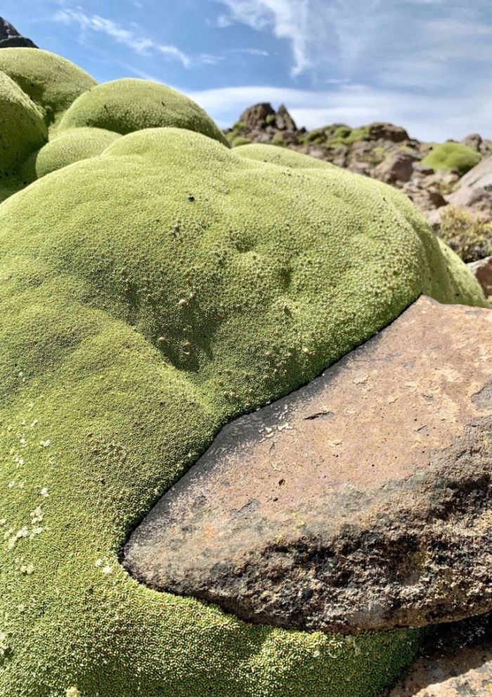 Растение южной америки