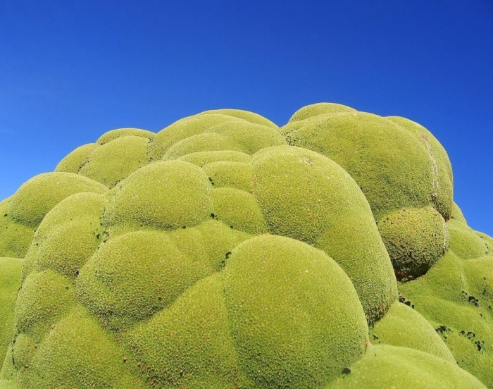 Азорелла трехвильчатая