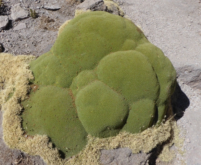 Азорелла трехвильчатая ярета