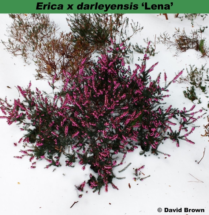 Кустарник эрика дарленская