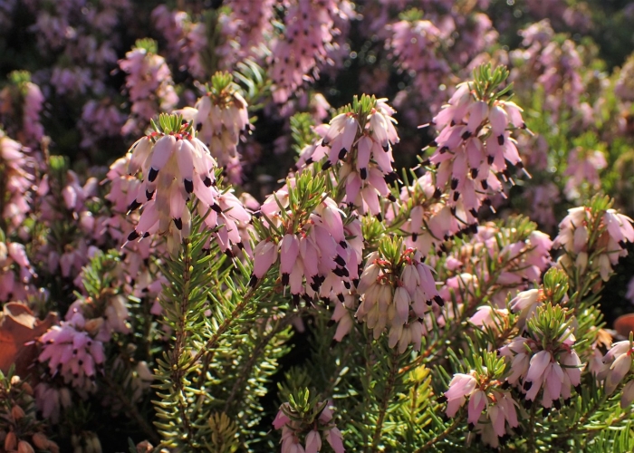 Эрика травянистая  крамерс