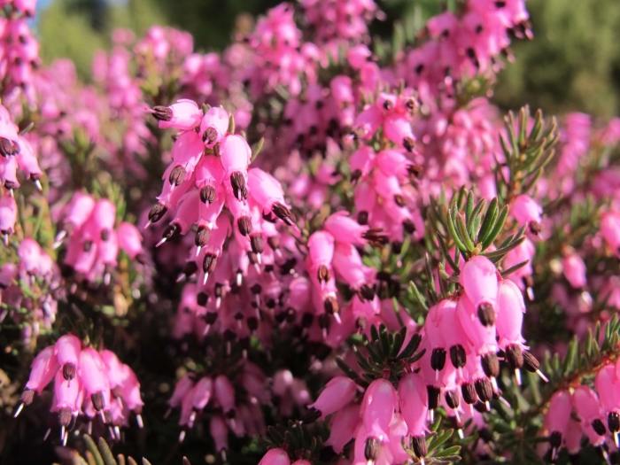 Вереск эрика дарленская