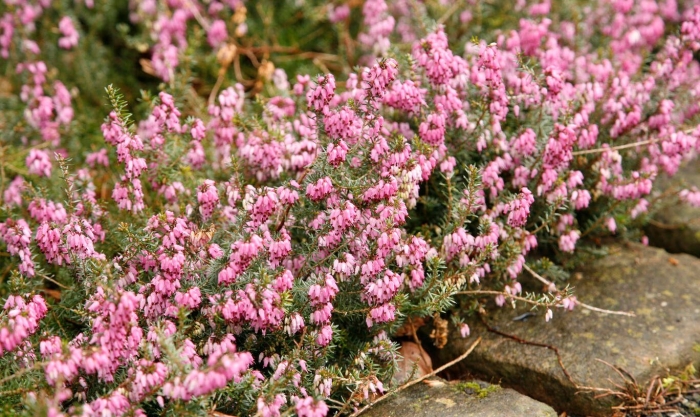 Erica carnea winter beauty