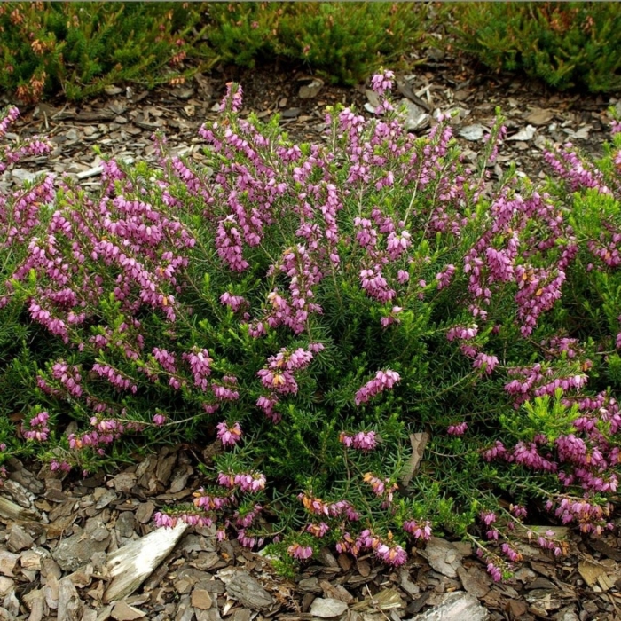 Calluna vulgaris