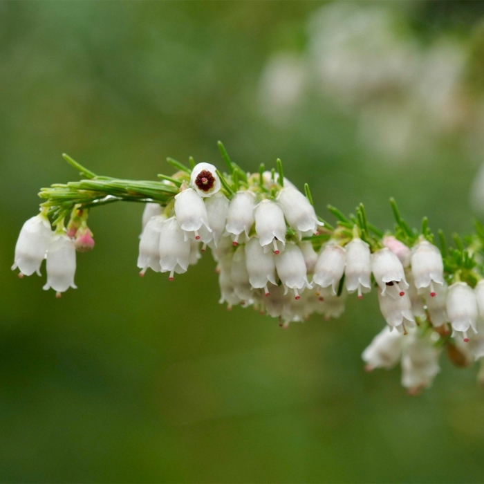Erica lusitanica