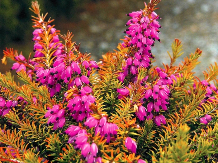 Erica carnea 'whisky'