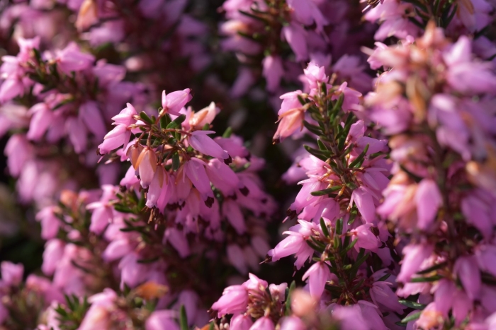 Вереск эрика