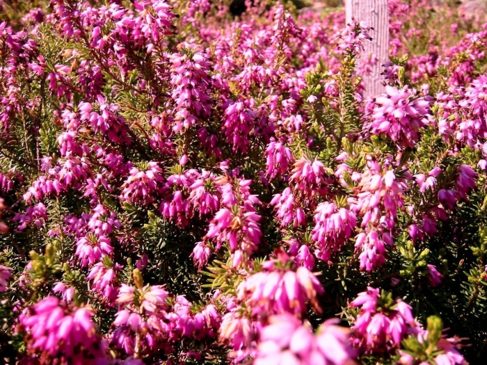 Эрика травяная рубинтеппиш