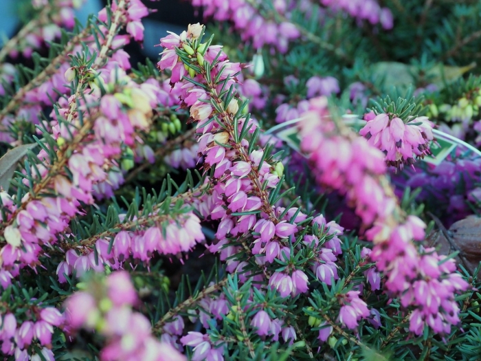 Вереск эрика дарленская