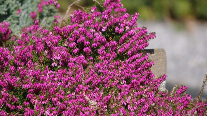 Эрика вереск