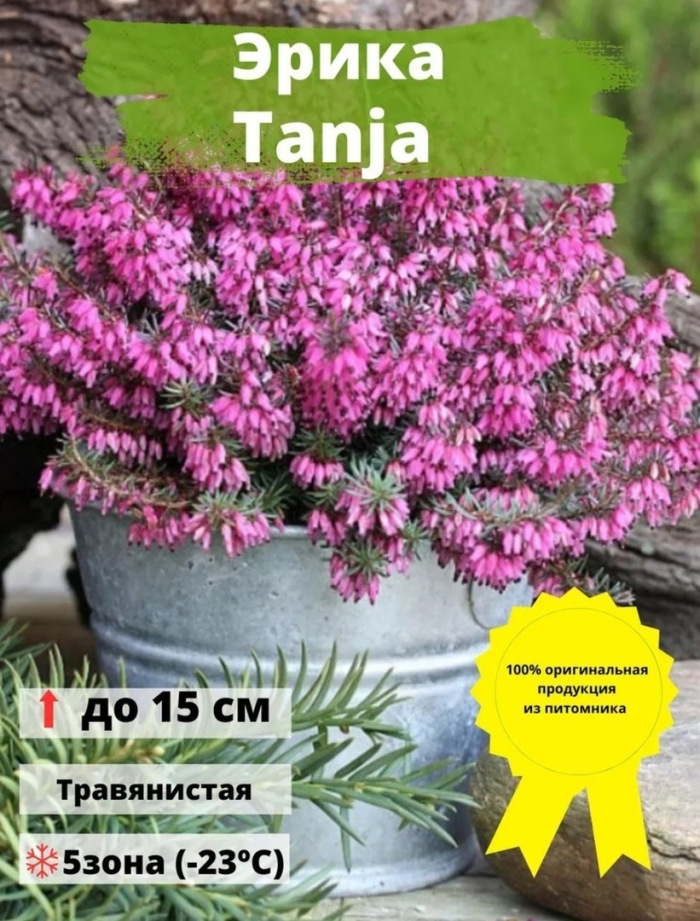 Эрика травяная винтерсонне