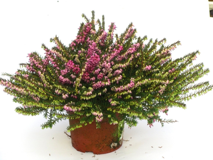 Эрика дарленская микс