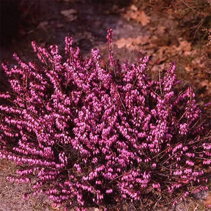 Эрика дарленская крамерс