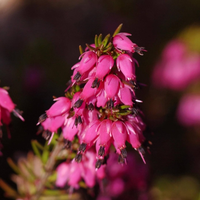 Erica carnea