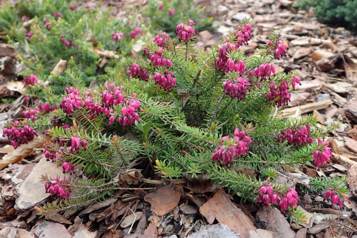 Эрика четырехмерная erica tetralix