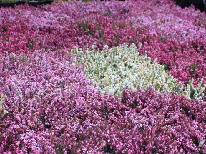 Эрика травяная