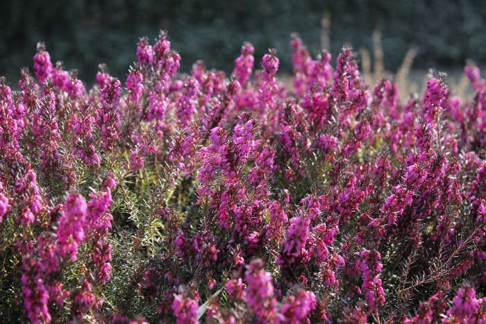 Вереск calluna vulgaris