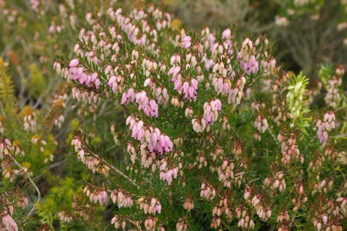 Эрика дарлейская