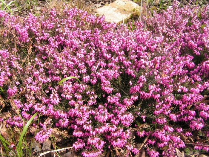 Эрика травяная винтерсонне