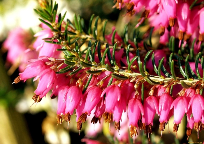 Эрика дарленская растение