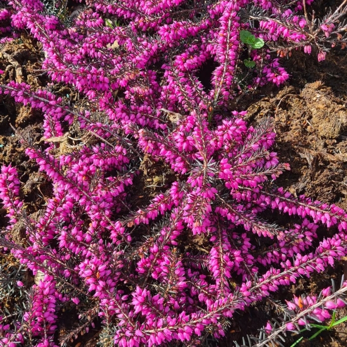 Вереск обыкновенный calluna vulgaris