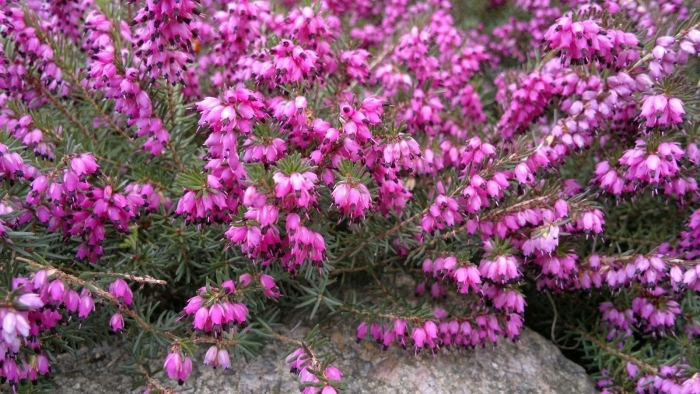 Эрика румяная