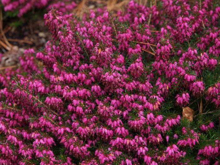 Вереск эрика дарленская