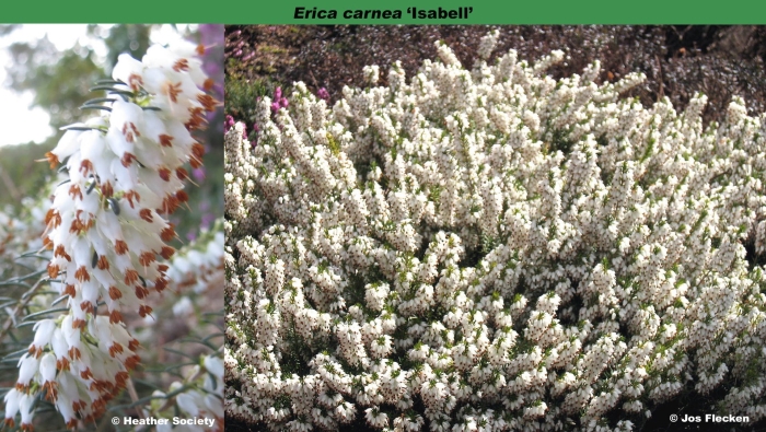 Erica carnea isabell