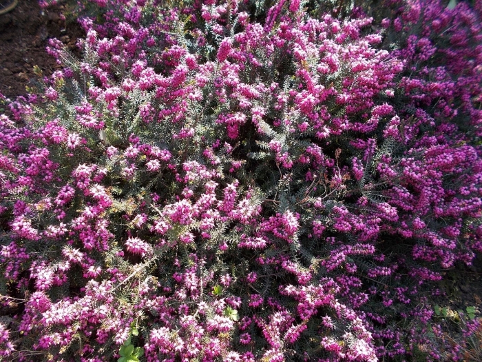 Erica carnea